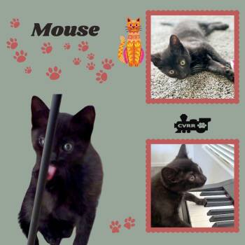 Mouse (Kitten) -  Domestic Short Hair Cat for Adoption in Lindsay, California - Mouse (Kitten) | PetCurious