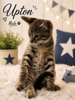 ULYSSES AND KITTENS (LOCATED AT PETSMART NORTHWEST RENO) -  Tuxedo Cat for Adoption in Reno, Nevada - ULYSSES AND KITTENS (LOCATED AT PETSMART NORTHWEST RENO) | PetCurious
