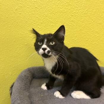 Barbikiu -  Domestic Medium Hair Cat for Adoption in Fresno, California - Barbikiu | PetCurious
