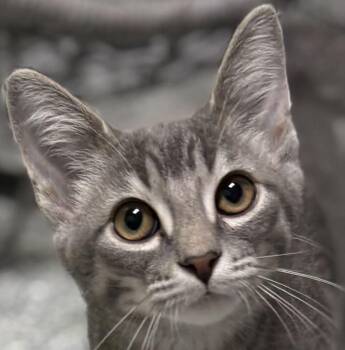 Daisy -  Domestic Short Hair Cat for Adoption in Jackson, Michigan - Daisy | PetCurious