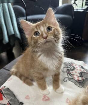Domestic Long Hair and Tabby Cats Available for Adoption in Rosenberg, Texas - Sriracha | PetCurious
