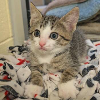 Domestic Short Hair Cats Available for Adoption - Mario | PetCurious