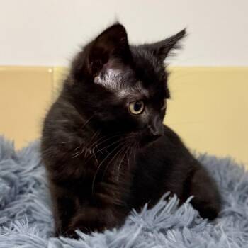 Black Bean -  Domestic Short Hair Cat for Adoption in East Hampton, New York - Black Bean | PetCurious
