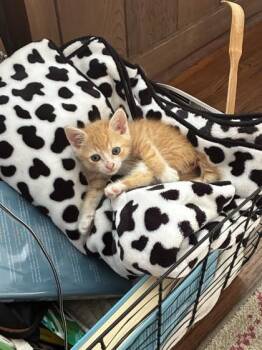 Tum Tum -  Domestic Long Hair and Domestic Short Hair Cat for Adoption in Honolulu, Hawaii - Tum Tum | PetCurious