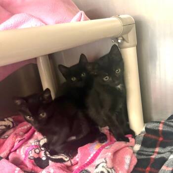Prim -  Domestic Short Hair Cat for Adoption in Brockton, Massachusetts - Prim | PetCurious