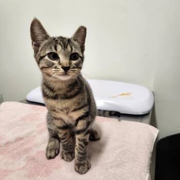 Sprout -  Domestic Short Hair Cat for Adoption in York, Pennsylvania - Sprout | PetCurious