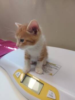 Baby Boots -  Domestic Short Hair Cat for Adoption in Fishers, Indiana - Baby Boots | PetCurious