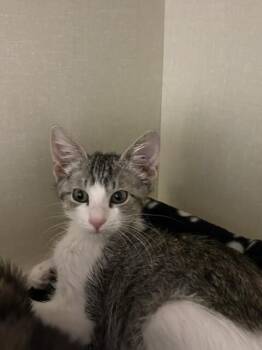 Nora -  Domestic Short Hair Cat for Adoption in Fort Collins, Colorado - Nora | PetCurious