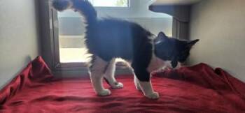 Sylvester -  Domestic Long Hair and Domestic Short Hair Cat for Adoption in Edgewood, New Mexico - Sylvester | PetCurious