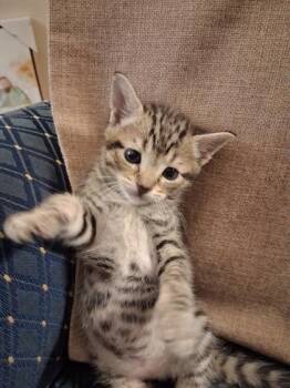 Domestic Short Hair Cats Available for Adoption in Lawrenceville, Georgia - Opal | PetCurious