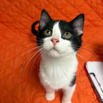 Chippy Dippy Dopey Dup -  Domestic Short Hair Cat for Adoption in Waterloo, Iowa - Chippy Dippy Dopey Dup | PetCurious