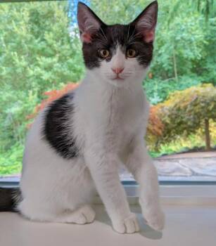 Boo -  Domestic Short Hair Cat for Adoption in Arlington, Washington - Boo | PetCurious