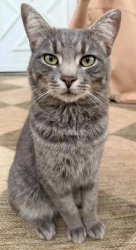 Jimmy Woods -  Domestic Short Hair Cat for Adoption in Hartville, Ohio - Jimmy Woods | PetCurious