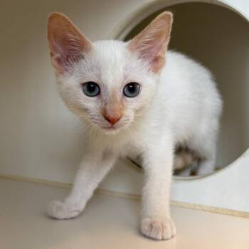 Tuesday -  Domestic Short Hair Cat for Adoption in Naperville, Illinois - Tuesday | PetCurious