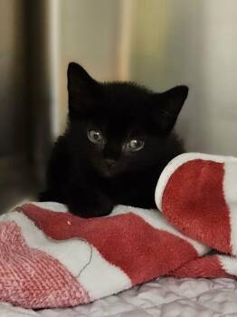 Mistybelle -  Domestic Short Hair Cat for Adoption in Disputanta, Virginia - Mistybelle | PetCurious