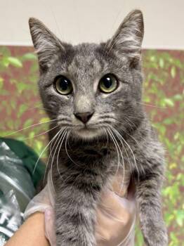 Domestic Short Hair Cats Available for Adoption in San Antonio, Texas - Megan | PetCurious