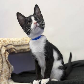 Charlie -  Domestic Short Hair Cat for Adoption in Dunkirk, New York - Charlie | PetCurious