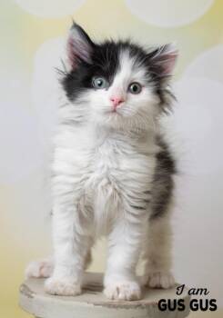 Domestic Short Hair Cats Available for Adoption - Gus Gus | PetCurious