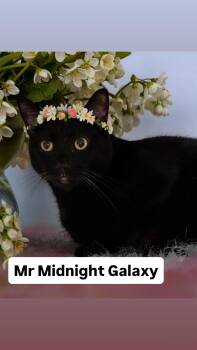 Domestic Short Hair Cats Available for Adoption in Walnut Creek, California - Mr Midnight Galaxy At Martinez PFE  May 2nd | PetCurious