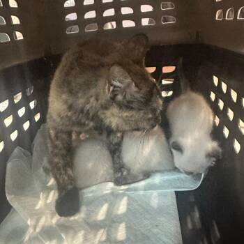 Vivian -  Domestic Short Hair Cat for Adoption in Midland, Texas - Vivian | PetCurious