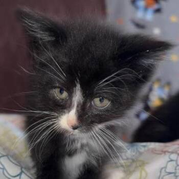 Rama -  Domestic Short Hair Cat for Adoption in Sioux Falls, South Dakota - Rama | PetCurious