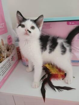 RACHEL -  Domestic Short Hair Cat for Adoption in Holbrook, New York - RACHEL | PetCurious