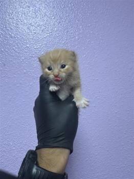 61646912 -  Domestic Short Hair Cat for Adoption in El Paso, Texas - 61646912 | PetCurious