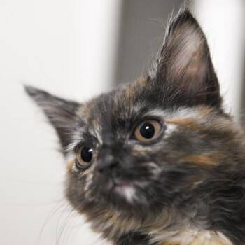 Pennywise -  Domestic Short Hair Cat for Adoption in Redwood City, California - Pennywise | PetCurious
