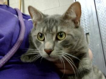Domestic Short Hair Cats Available for Adoption in Pasadena, Texas - A184764 | PetCurious