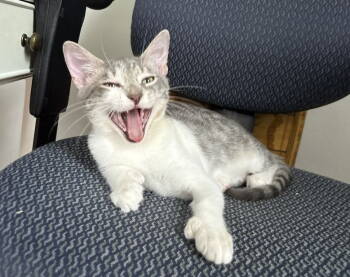 Rescue Domestic Short Hair Cats for Adoption in Alexandria, Virginia - Aster - KITTEN In Foster | PetCurious