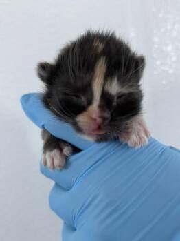 A596398 -  Domestic Short Hair Cat for Adoption in San Bernardino, California - A596398 | PetCurious