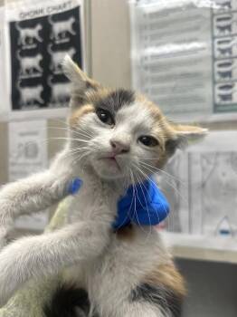 BUTTERSCOTCH -  Domestic Short Hair Cat for Adoption in Las Vegas, Nevada - BUTTERSCOTCH | PetCurious