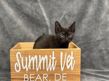 Rescue Domestic Short Hair Cats for Adoption in Bear, Delaware - Crux | PetCurious