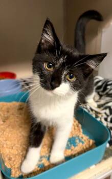 Marcella -  Domestic Short Hair Cat for Adoption in Pottsville, Pennsylvania - Marcella | PetCurious
