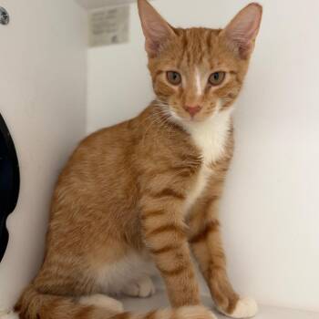 Stew -  Domestic Short Hair Cat for Adoption in Port Richey, Florida - Stew | PetCurious