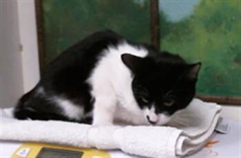 AZURA -  Domestic Short Hair Cat for Adoption in Houston, Texas - AZURA | PetCurious