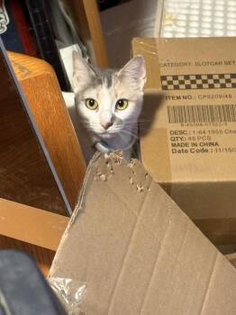 Domestic Short Hair Cats Available for Adoption in Holbrook, New York - PIXIE | PetCurious