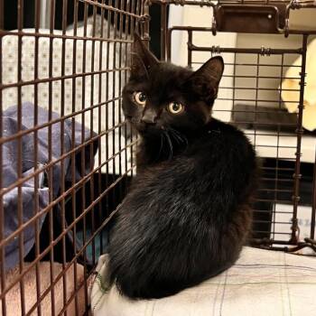 Void -  Domestic Short Hair Cat for Adoption in Las Cruces, New Mexico - Void | PetCurious