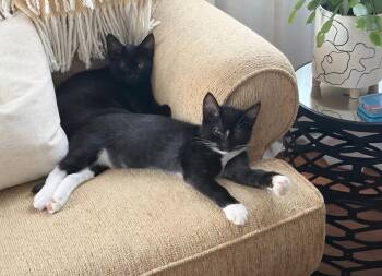 Tango and Ashe -  Domestic Short Hair Cat for Adoption in Clayton, New Jersey - Tango And Ashe | PetCurious