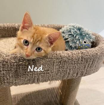 Rescue Domestic Short Hair Cats for Adoption in Falmouth, Massachusetts - Nell,Ned,Nelson,Naomi | PetCurious