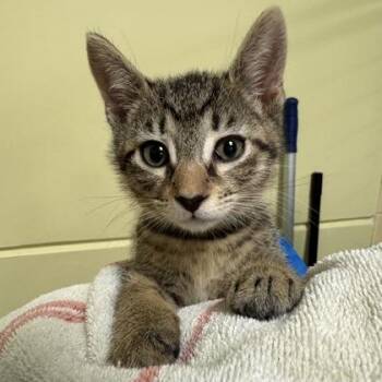 Domestic Short Hair Cats Available for Adoption in Richmond, Virginia - Harry | PetCurious