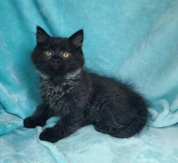 Domestic Long Hair Cats Available for Adoption in Lake City, Michigan - 7050 (Iglo) | PetCurious