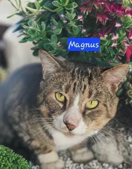 Domestic Short Hair Cats Available for Adoption - Magnus | PetCurious