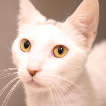 Angelo -  Domestic Short Hair Cat for Adoption in Philadelphia, Pennsylvania - Angelo | PetCurious