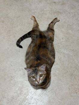 Lady -  Domestic Short Hair Cat for Adoption in Herculaneum, Missouri - Lady | PetCurious