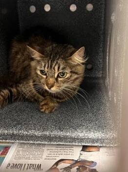 Domestic Short Hair Cats Available for Adoption in Daytona Beach, Florida - Ms Mittens | PetCurious