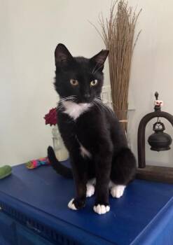 Marcus -  Domestic Short Hair Cat for Adoption in North Babylon, New York - Marcus | PetCurious
