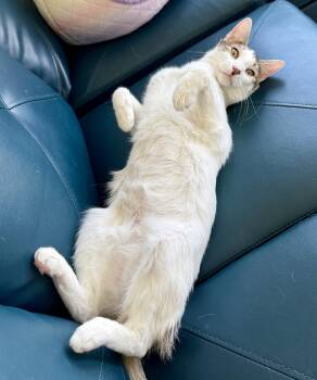 Domestic Short Hair Cats Available for Adoption in Denver, Colorado - Mezzo | PetCurious