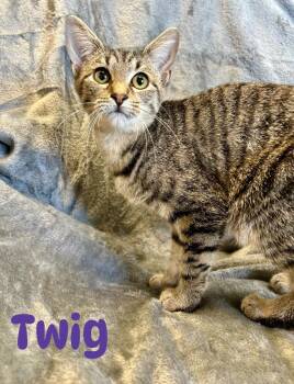 Rescue Domestic Short Hair Cats for Adoption in West Union, Ohio - Twig | PetCurious