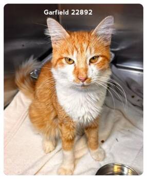 GARFIELD -  Domestic Short Hair Cat for Adoption in Marietta, Georgia - GARFIELD | PetCurious